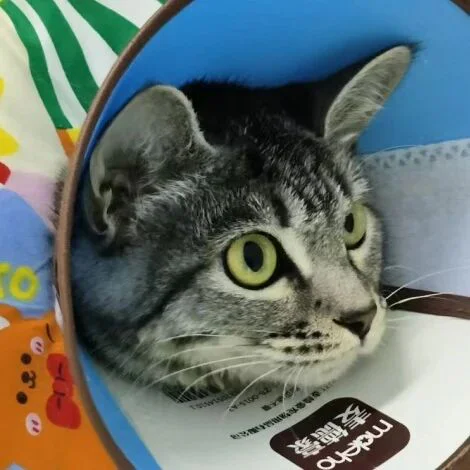 VETMEDIX 案例研究 | 高功率激光疗法在咬伤后感染治疗中的应用(图片 1)