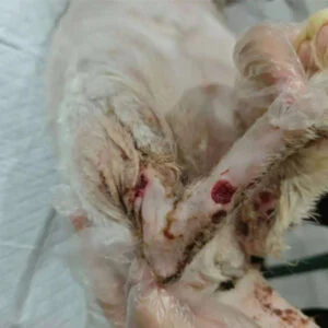 VETMEDIX Case Study | Application of High-Power...