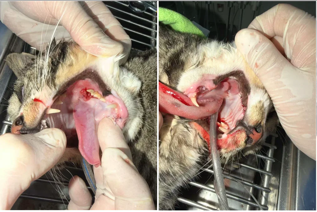 Estudo de caso da VETMEDIX | Aplicação da coagulação a laser de alta potência na cirurgia de extração dentária em casos de estomatite felina (3 imagens)