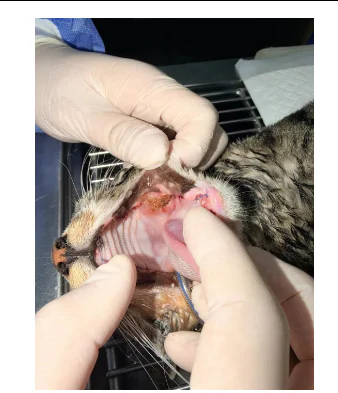 Estudo de caso da VETMEDIX | Aplicação da coagulação a laser de alta potência na cirurgia de extração dentária em casos de estomatite felina (4 imagens)