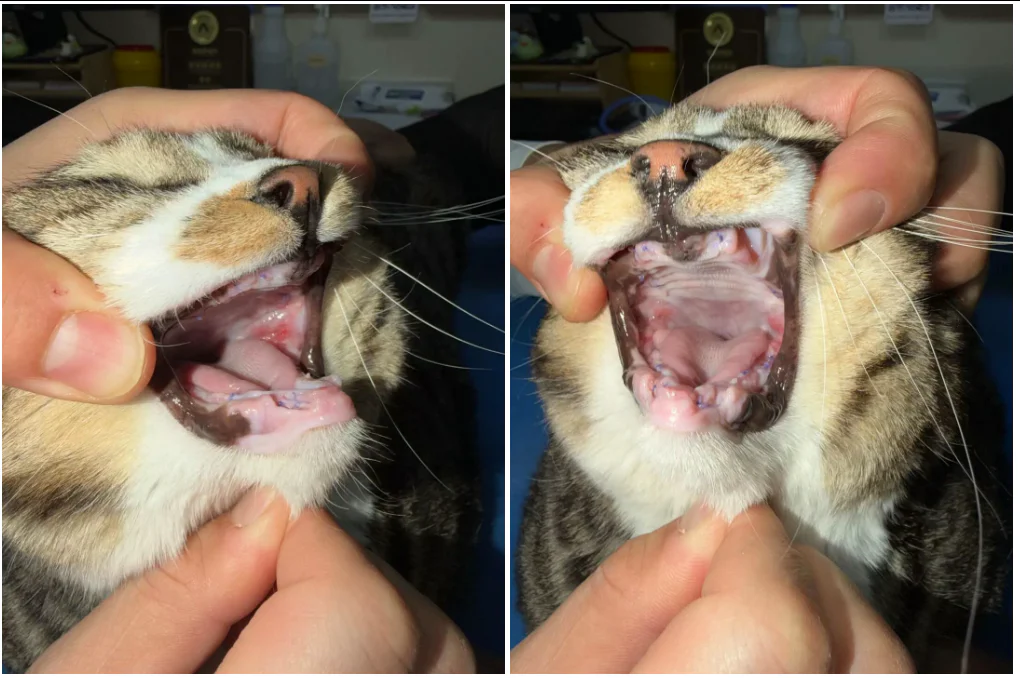 Estudo de caso da VETMEDIX | Aplicação da coagulação a laser de alta potência na cirurgia de extração dentária em casos de estomatite felina (5 imagens)