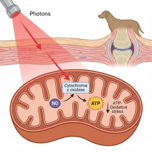 The Clinical Efficacy of Class IV Laser Therapy in Canine Osteoarthritis: A Photobiomodulation Deep Dive（images 1）