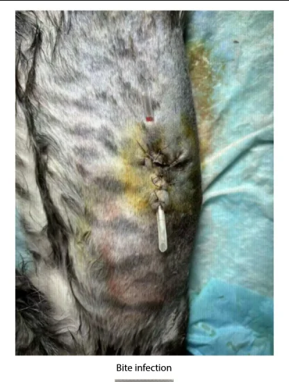 VETMEDIX 案例研究 | 高功率激光疗法在治疗咬伤后感染中的应用(图片 2)
