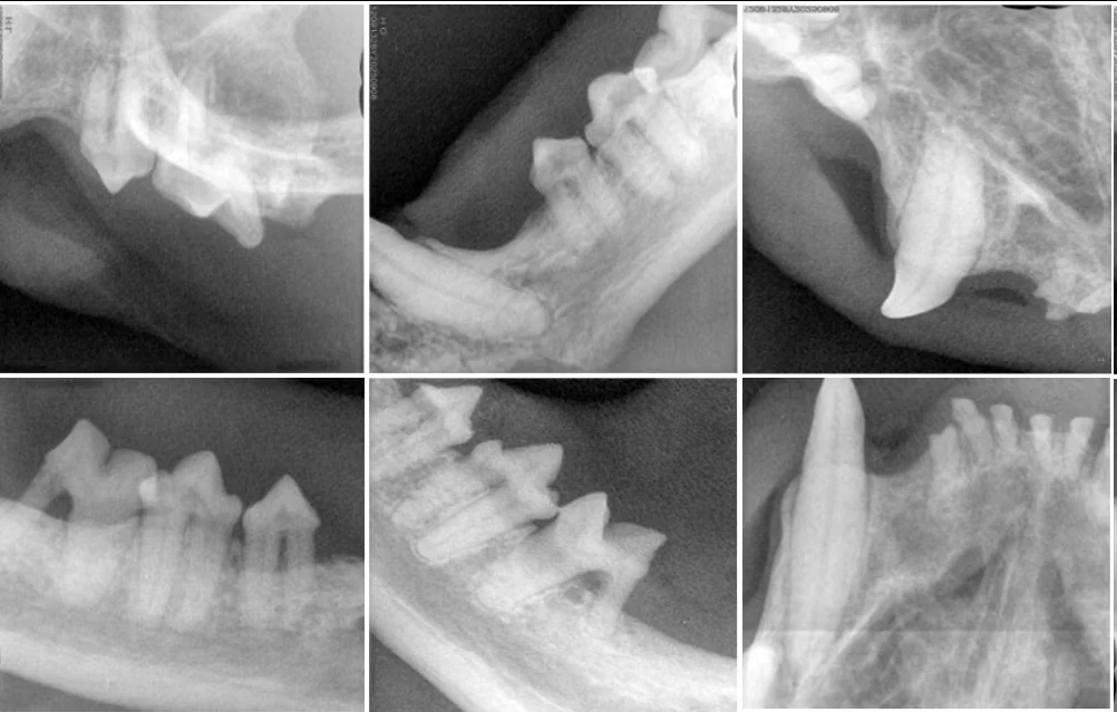 Estudo de caso da VETMEDIX | Aplicação da coagulação a laser de alta potência na cirurgia de extração dentária em casos de estomatite felina (2 imagens)