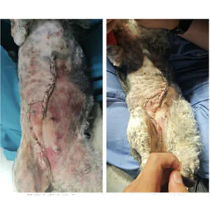 VETMEDIX Case Study | Application of High-Power...