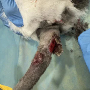 VETMEDIX Case Study | Application of High-Power...