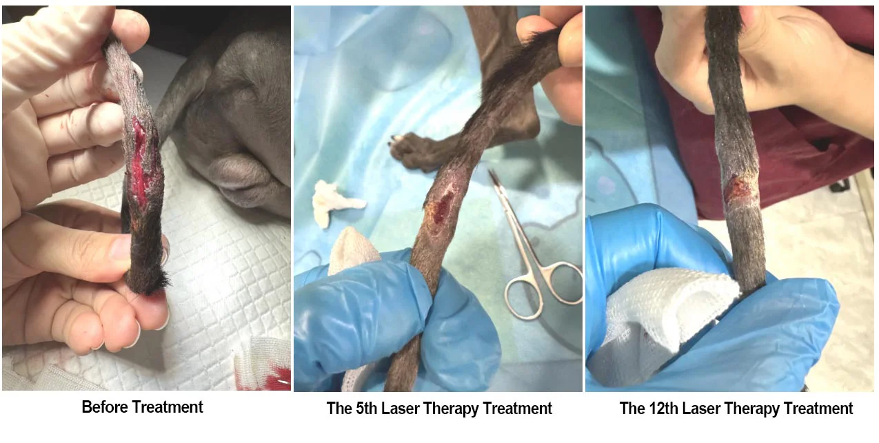 Fallstudie: Einsatz der Lasertherapie der Klasse 4 bei der Behandlung einer Schwanzquetschung bei einem Hund (Bild 1)