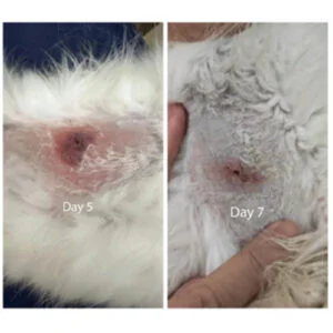 Class 4 Laser Therapy for Traumatic Infection i...