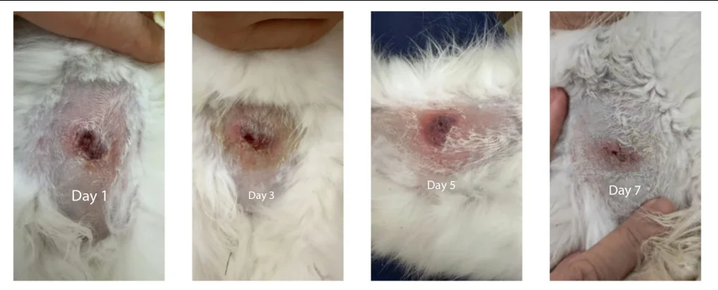 ウサギの外傷性感染症に対するクラス4レーザー治療 | VETMEDIX 症例報告（画像1）