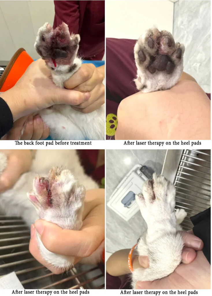 Étude de cas : utilisation de la thérapie au laser de classe 4 dans le traitement d'une infection pyogène de la patte chez le chat (2 images)