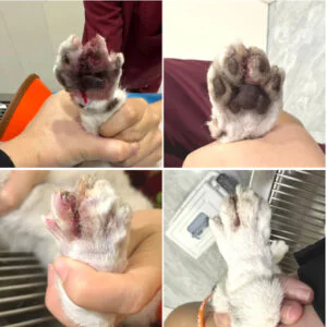사례 연구: 클래스 4 레이저 치료의 적용 ...