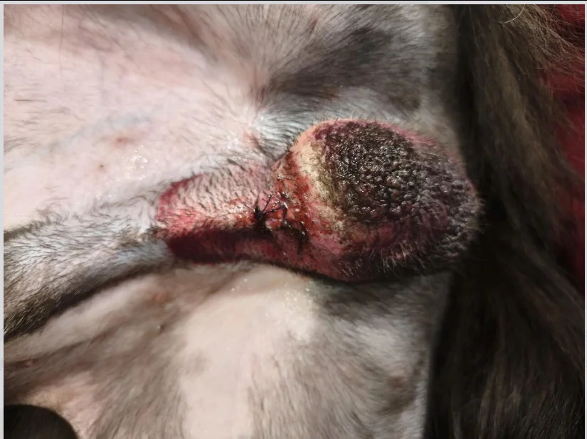 Fallstudie: Einsatz der Lasertherapie der Klasse 4 zur Behandlung einer Infektion des Hodensacks nach der Kastration bei einem Hund (Bild 1)