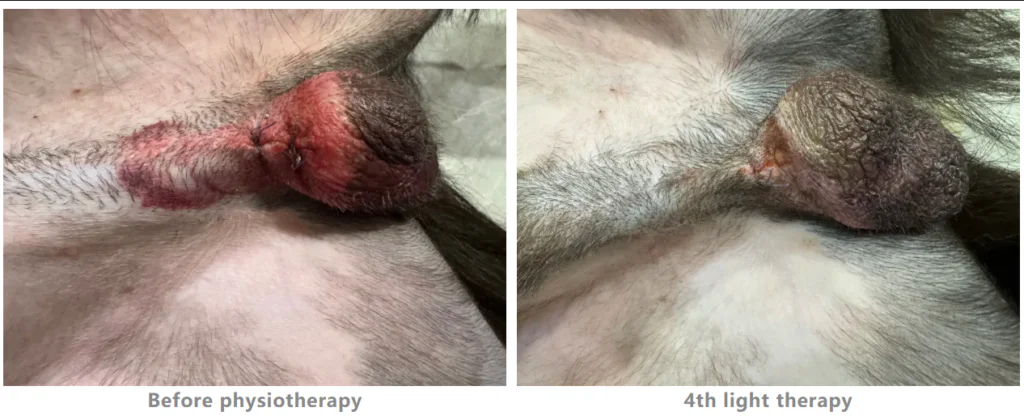 Fallstudie: Einsatz der Lasertherapie der Klasse 4 bei der Behandlung einer Hodensackentzündung nach der Kastration bei einem Hund (Bilder 2)
