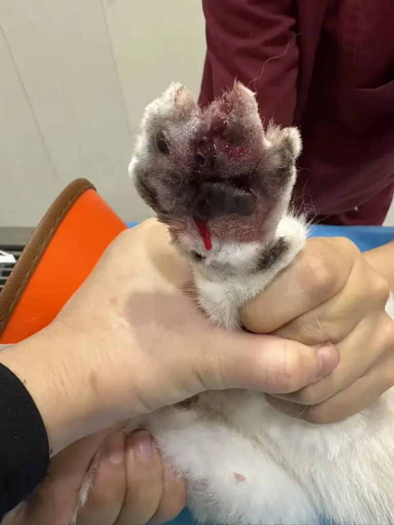 Étude de cas : Utilisation de la thérapie au laser de classe 4 dans le traitement d'une infection pyogène de la patte chez le chat (image 1)