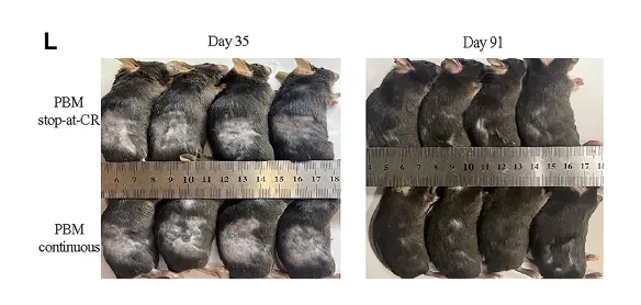 Una soluzione rivoluzionaria a livello globale per il trattamento del cancro! Innovativa terapia laser antitumorale: la ricerca di Fotonmedix pubblicata su una rivista affiliata a Cell (8 immagini)