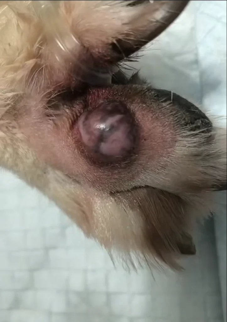 Étude de cas : utilisation de la thérapie au laser de classe 4 dans le cadre d'une excision mini-invasive d'une masse au niveau d'un orteil (image 1)