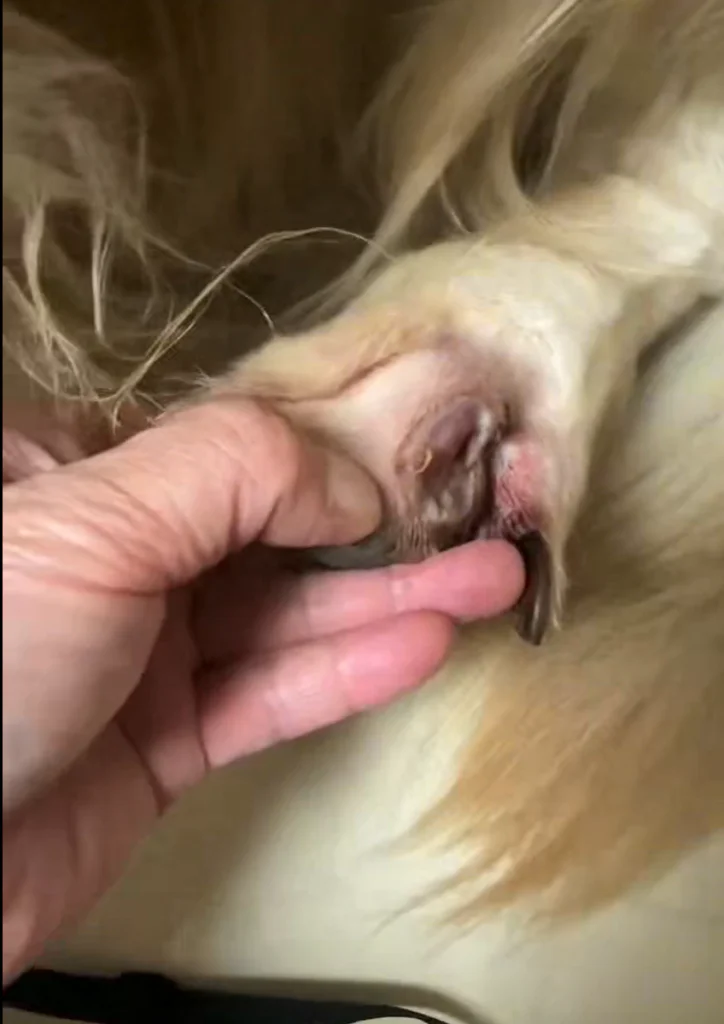 Étude de cas : utilisation de la thérapie au laser de classe 4 dans le cadre d'une excision mini-invasive d'une masse au niveau d'un orteil (images 2)
