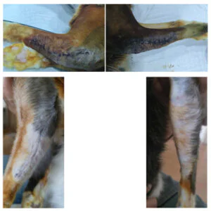 Vetmedix 病例分享 | 高能……的应用.