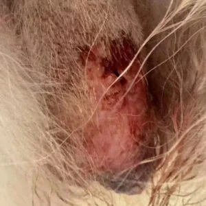 Vetmedix 病例分享 | 高能……的应用.
