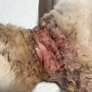 Vetmedix 病例分享 | 高能……的应用.