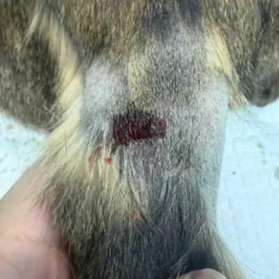 Vetmedix 病例分享 | 高能……的应用.