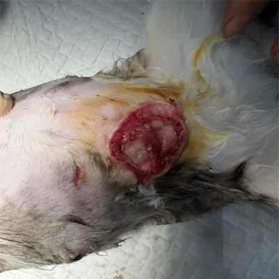 VETMEDIX 病例报告 | 高功率...的应用.