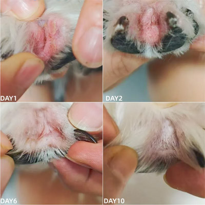 Vetmedix Case Share | تطبيق الطاقة العالية...