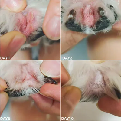 Vetmedix Case Share | Applicazione dell'alta energia... Vetmedix Case Share | Applicazione dell'alta energia...