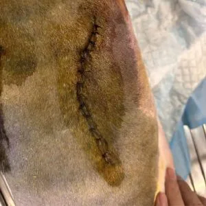 Vetmedix Case Share | Application of Class 4 La...